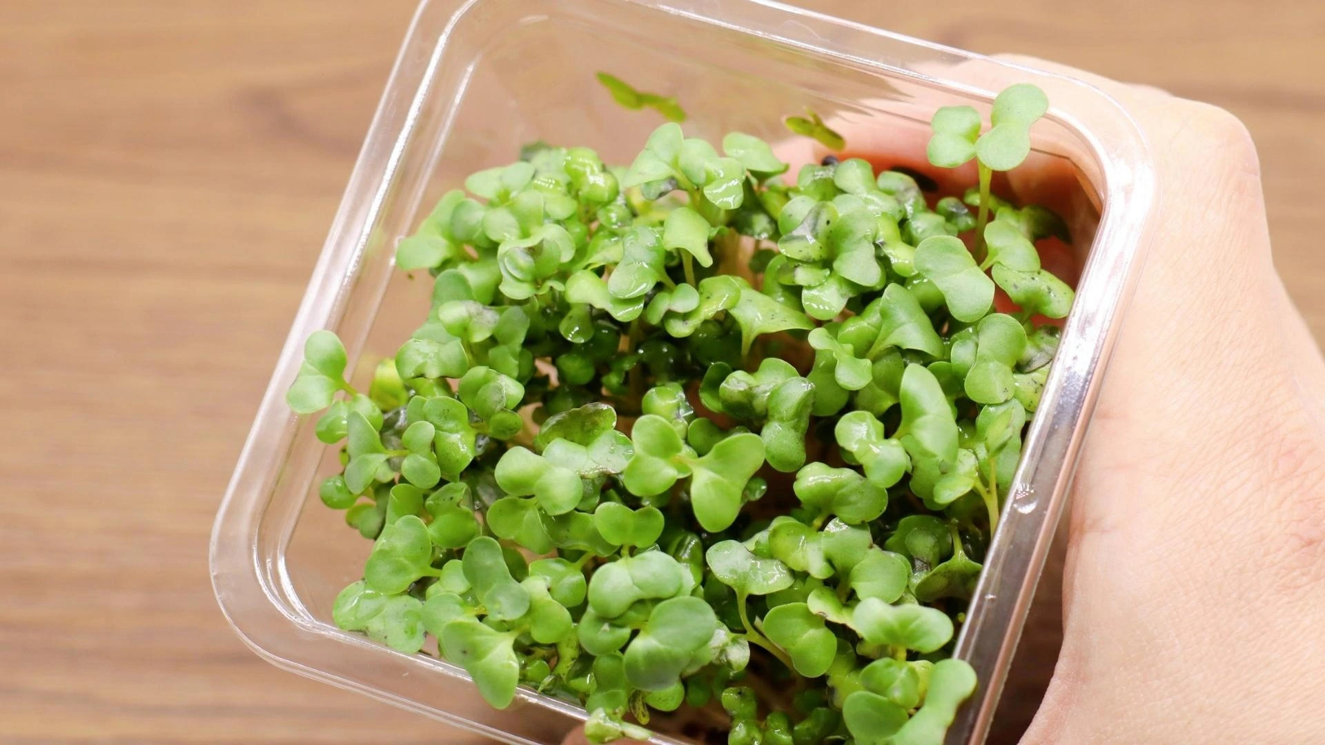 Sulforafán Prírodná molekula s výnimočným potenciálom pre ľudské zdraviea